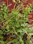 Noticastrum calvatum (35)