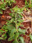 Noticastrum calvatum (36)
