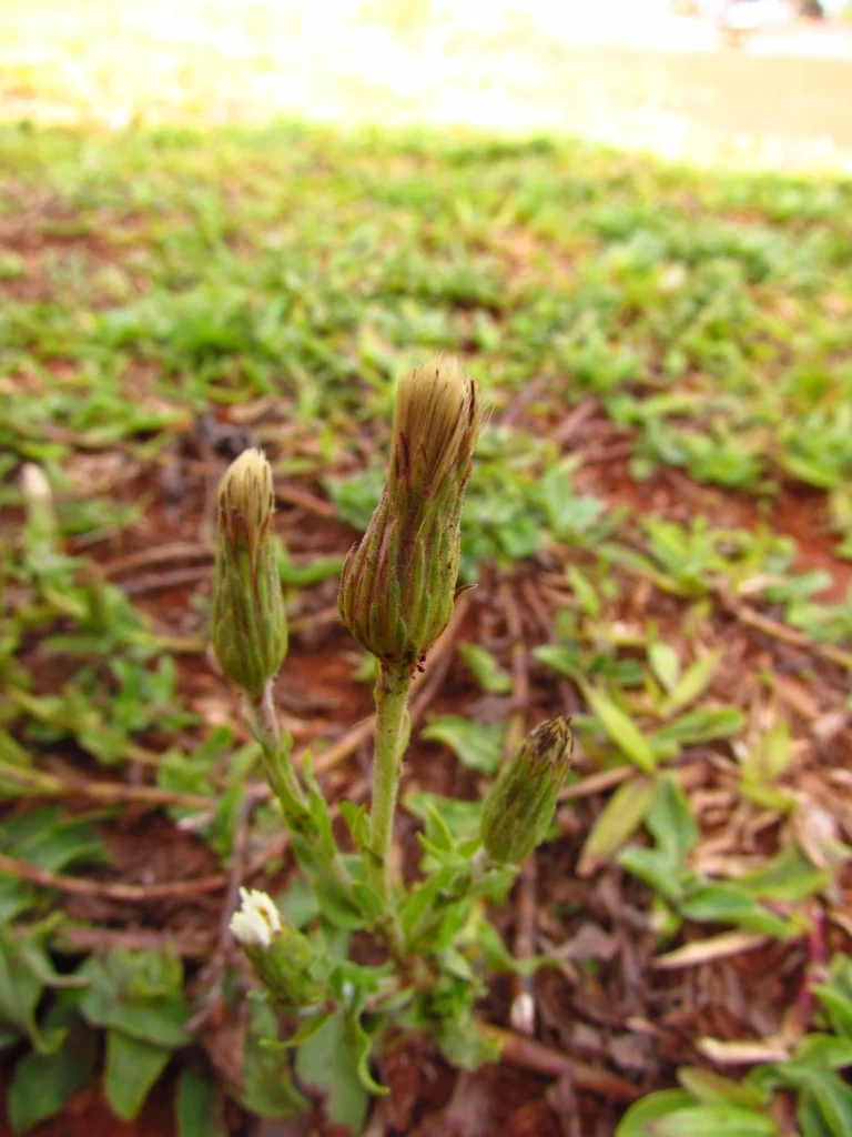 Noticastrum calvatum (33)