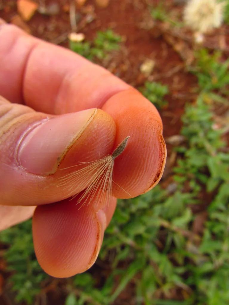 Noticastrum calvatum (30)