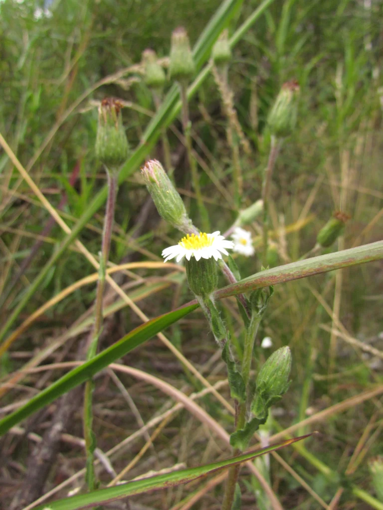 Noticastrum calvatum (22)