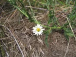 Noticastrum calvatum (19)