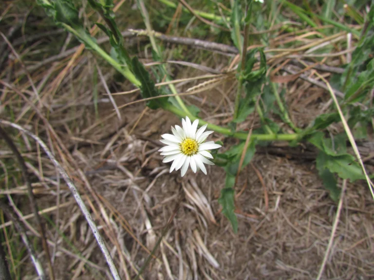 Noticastrum calvatum (19)