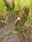 Noticastrum calvatum (12)