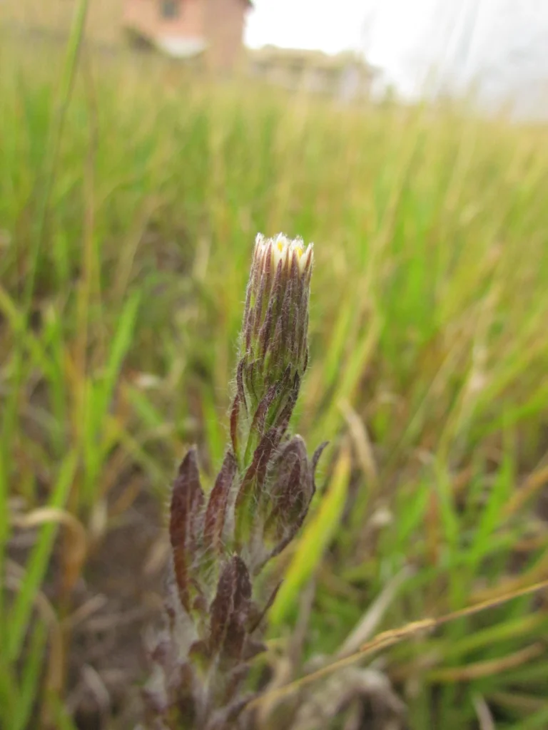 Noticastrum calvatum (10)