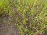 Noticastrum calvatum (9)