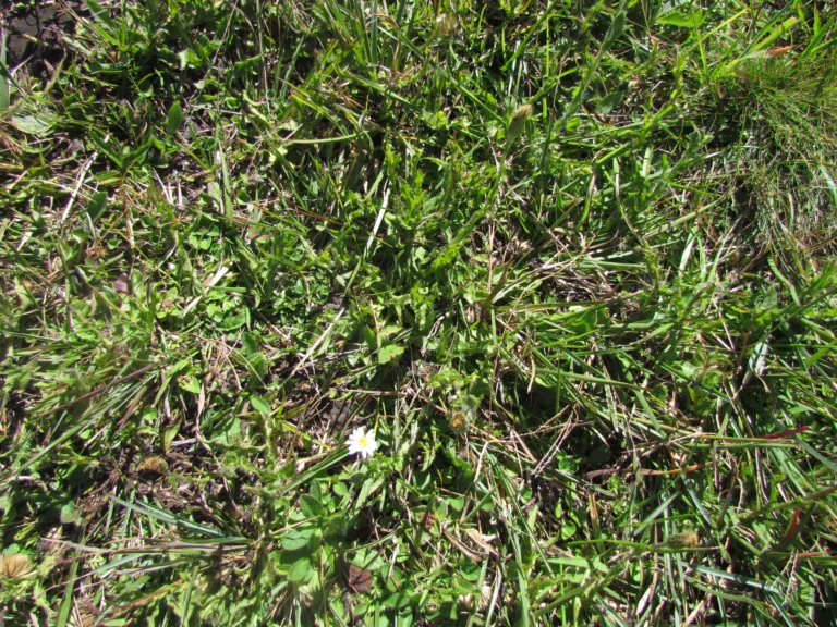 Noticastrum calvatum (6)