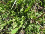 Noticastrum calvatum (7)