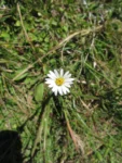 Noticastrum calvatum (2)