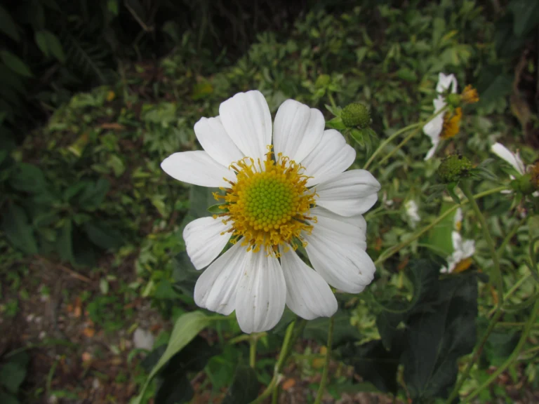 Montanoa bipinnatifida (10)