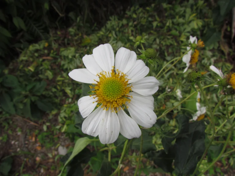 Montanoa bipinnatifida (9)