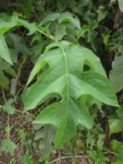 Montanoa bipinnatifida (2)
