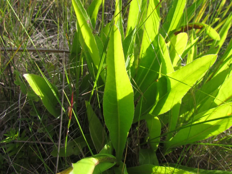Leptostelma tweediei (6)