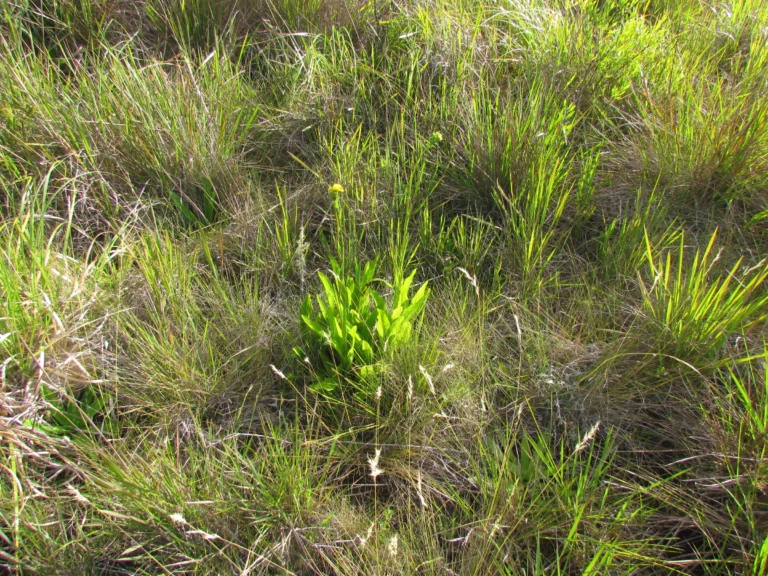 Leptostelma tweediei (1)