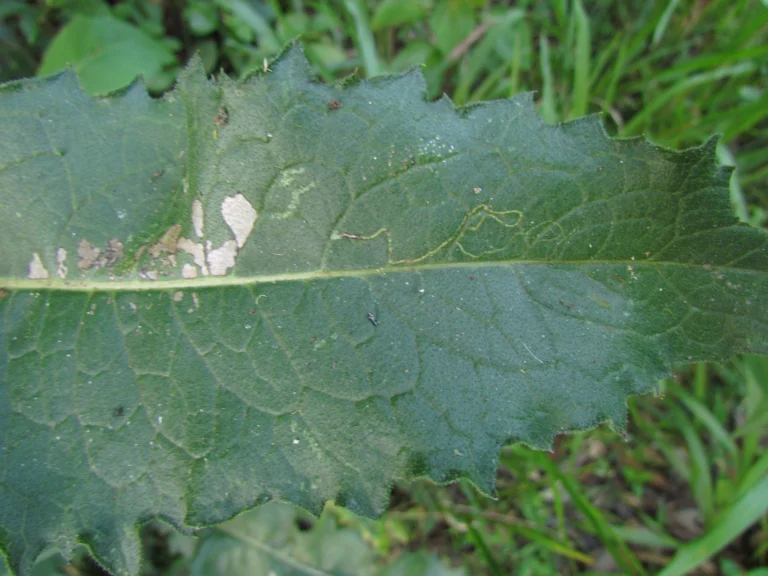 Leptostelma maximum (11)