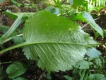 Leptostelma catharinensis (23)