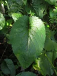 Leptostelma catharinensis (20)