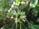 Leptostelma catharinensis (18)