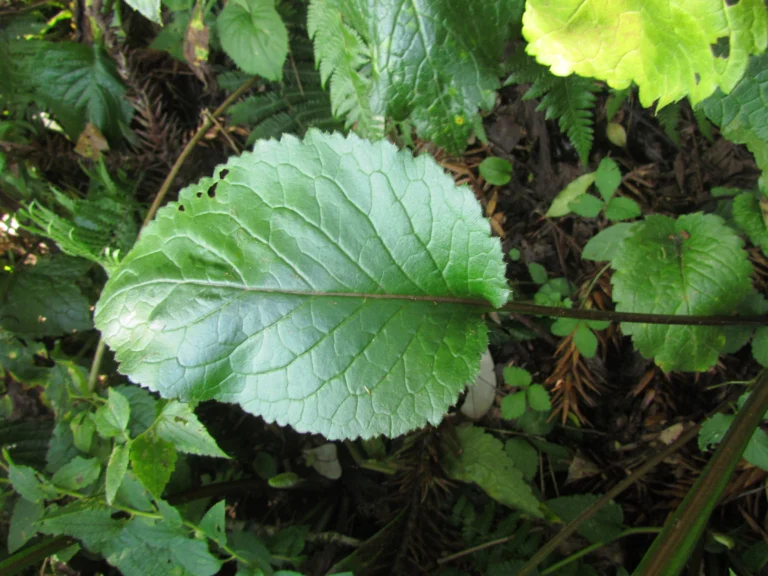 Leptostelma catharinensis (16)
