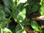Leptostelma catharinensis (10)