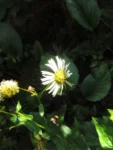 Leptostelma catharinensis (5)