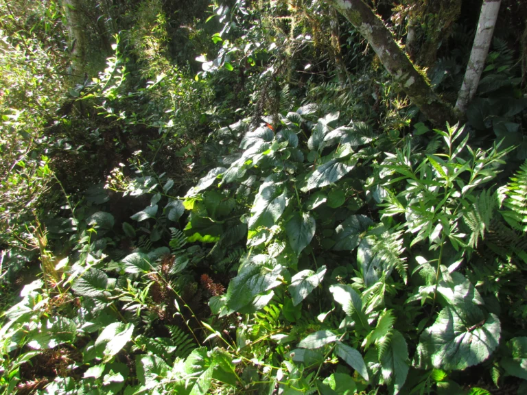 Leptostelma catharinensis (1)