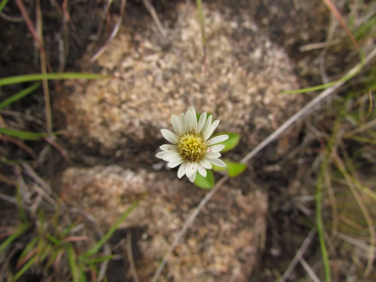 Inulopsis scaposa (5)