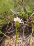 Inulopsis scaposa (6)