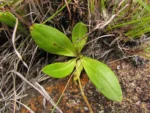 Inulopsis scaposa (3)