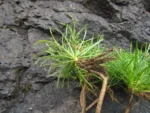 Hysterionica pinnatisecta (10)