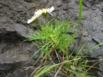 Hysterionica pinnatisecta (8)