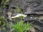 Hysterionica pinnatisecta (4)