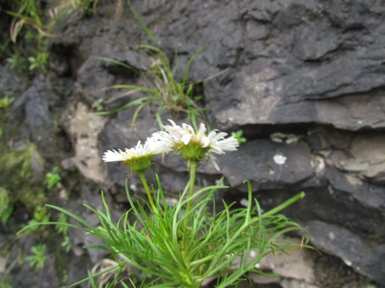 Hysterionica pinnatisecta (4)