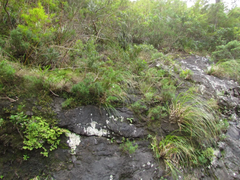 Hysterionica pinnatisecta (1)