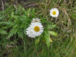 Hysterionica matzenbacheri (2)