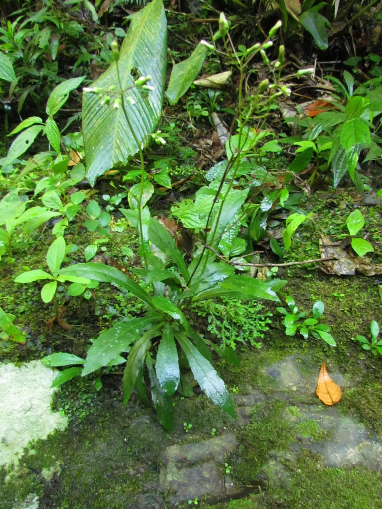 Exostigma rivulare (24)