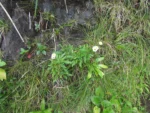 Hysterionica matzenbacheri (1)