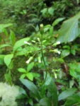 Exostigma rivulare (20)
