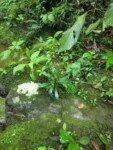 Exostigma rivulare (18)