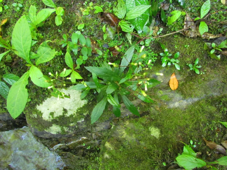 Exostigma rivulare (16)