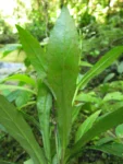 Exostigma rivulare (12)