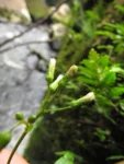 Exostigma rivulare (8)
