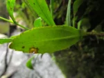 Exostigma rivulare (5)