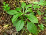 Exostigma notobellidastrum (64)