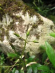 Exostigma rivulare (1)