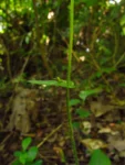 Exostigma notobellidastrum (62)