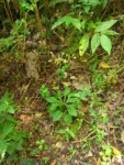 Exostigma notobellidastrum (63)