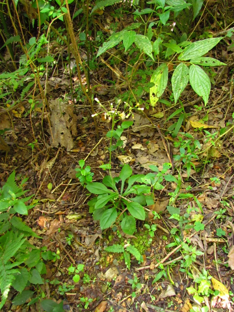 Exostigma notobellidastrum (63)