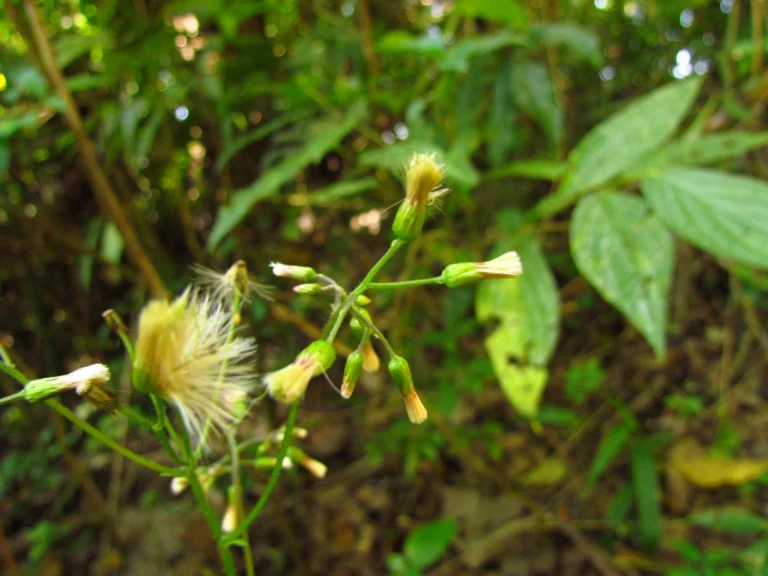Exostigma notobellidastrum (60)
