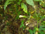 Exostigma notobellidastrum (58)